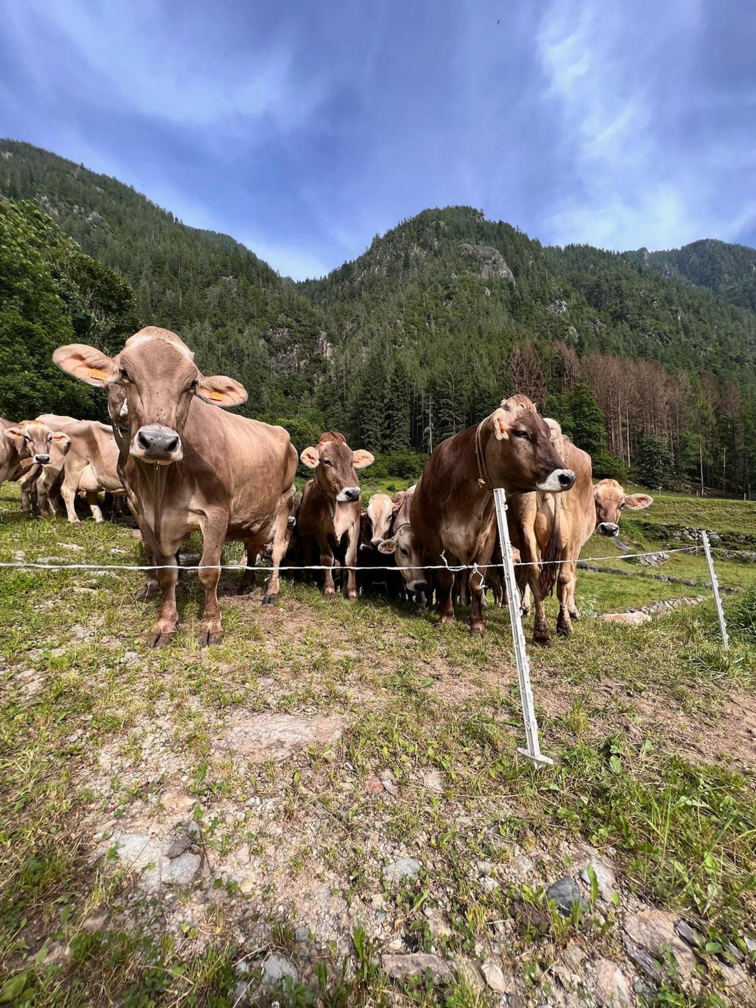 Bed and Breakfast Botep Ai Tigli San Pellegrino Terme Zewnętrze zdjęcie